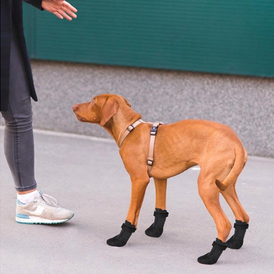 Chaussures chien | Imperméables antidérapantes