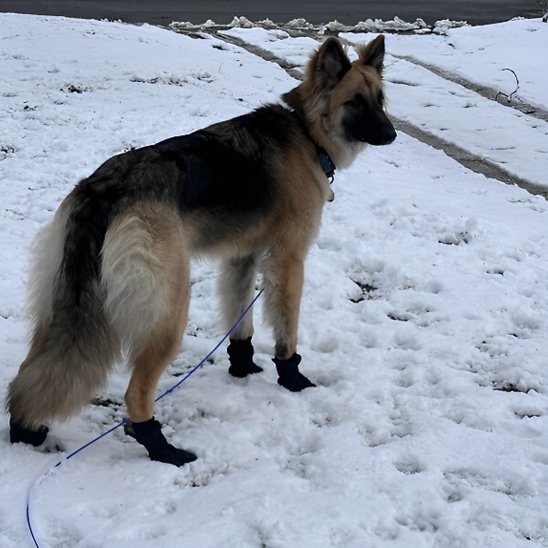 Chaussures chien | Imperméables antidérapantes
