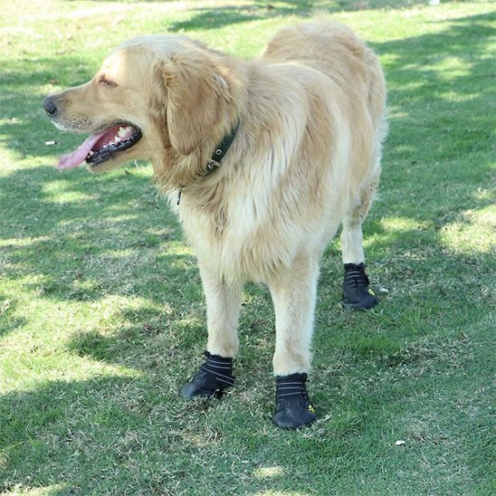 Chaussures Chien | Imperméables Toutes Saisons