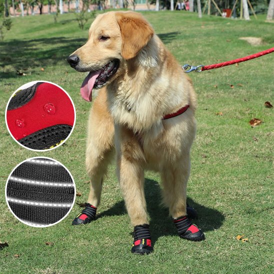 Chaussures Chien | Imperméables Toutes Saisons