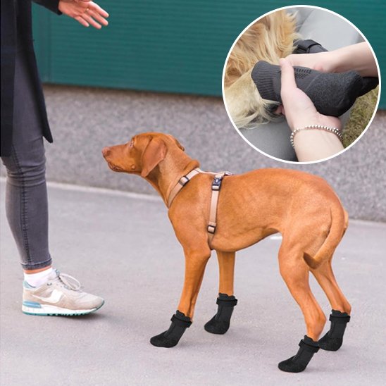 Chaussures chien | Imperméables antidérapantes