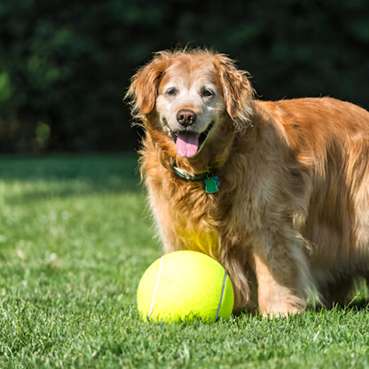Balle pour chien - Tenidog™  géante