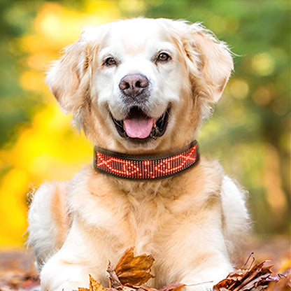 Collier pour chien lumineux - LumiDog™ à Led
