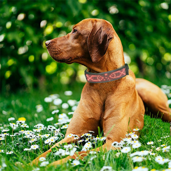 Collier pour chien lumineux - LumiDog™ à Led