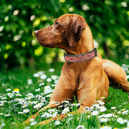 Collier pour chien lumineux - LumiDog™ à Led