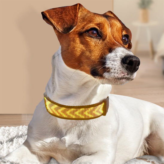 Collier pour chien lumineux - LumiDog™ à Led