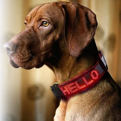 Collier pour chien lumineux - LumiDog™ à Led