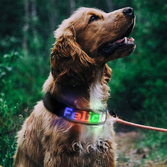 Collier pour chien lumineux - LumiDog™ à Led