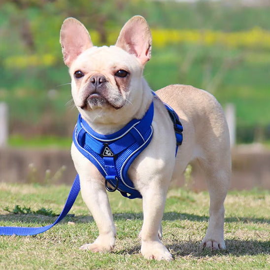Harnais chien - EasyWalk™ réfléchissant avec laisse