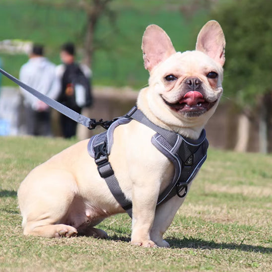 Harnais chien - EasyWalk™ réfléchissant avec laisse