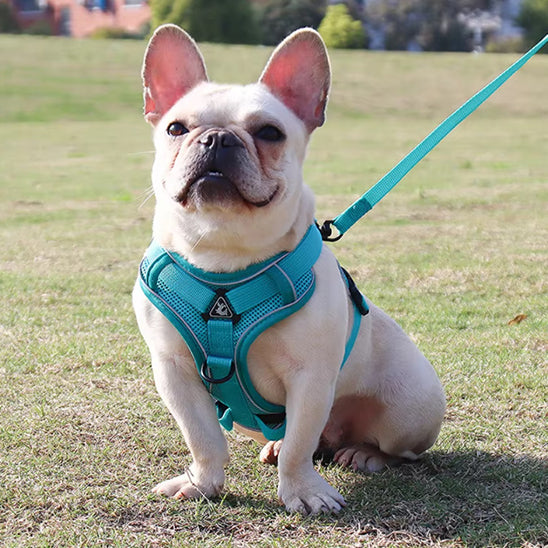 Harnais chien - EasyWalk™ réfléchissant avec laisse