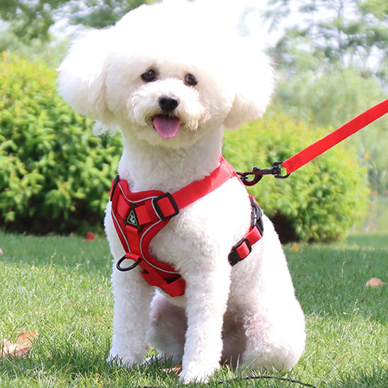 Harnais chien - EasyWalk™ réfléchissant avec laisse