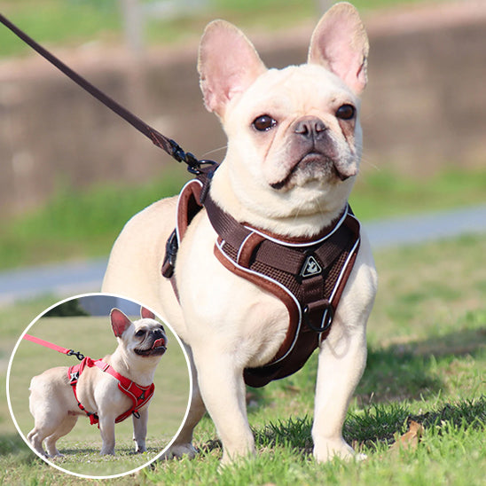 Harnais chien - EasyWalk™ réfléchissant avec laisse