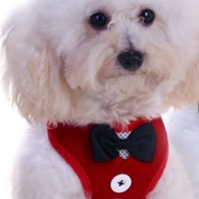 Harnais chien - ChicCanin™ avec laisse