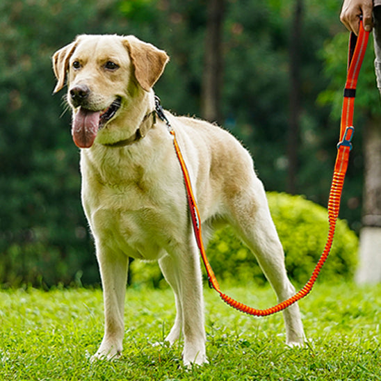 Laisse chien - TrekPro™