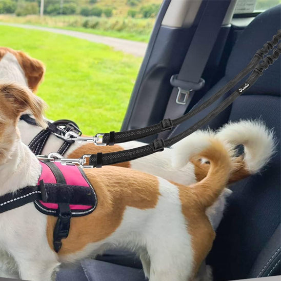 Laisse chien double 2-en-1