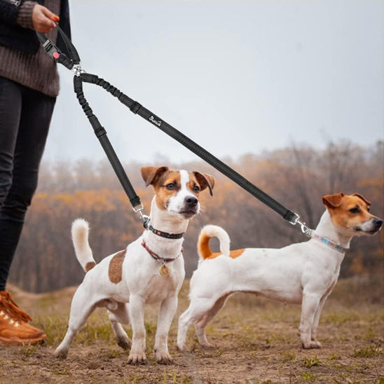 Laisse chien double 2-en-1