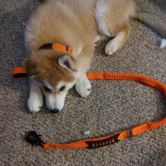 Laisse chien - TrekPro™