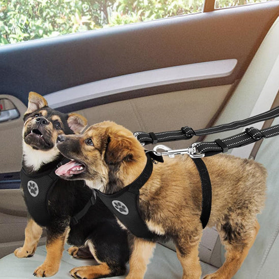 Laisse chien double 2-en-1