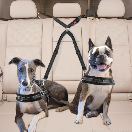 Laisse chien double 2-en-1