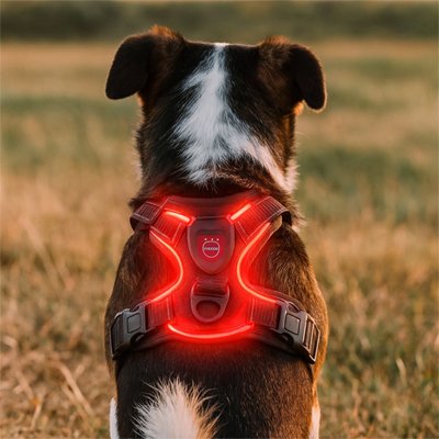 Harnais chien | Lumineux LED
