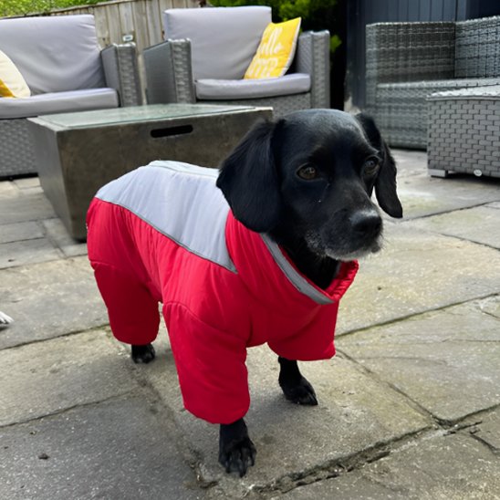 Manteau chien | Imperméable 4 pattes