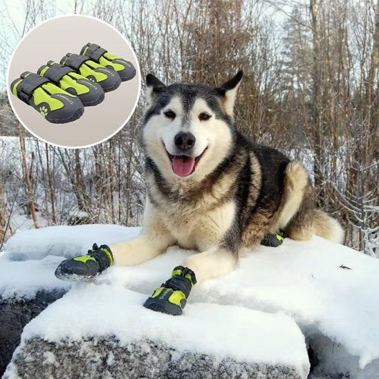 Chaussures Chien | Imperméables Toutes Saisons