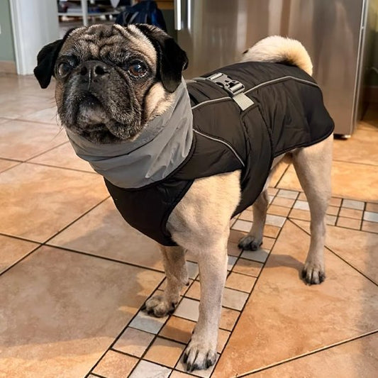 Manteau pour chien | Imperméable Élégant