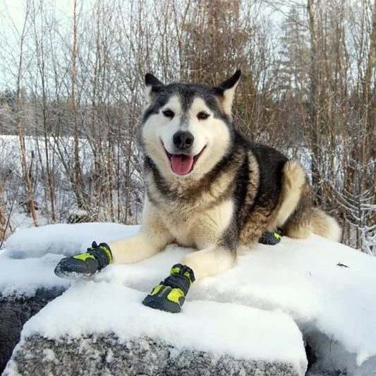 Chaussures Chien | Imperméables Toutes Saisons