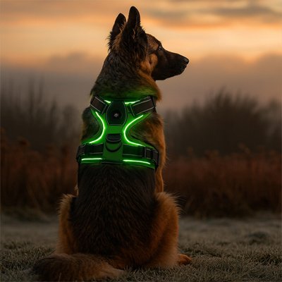 Harnais chien | Lumineux LED