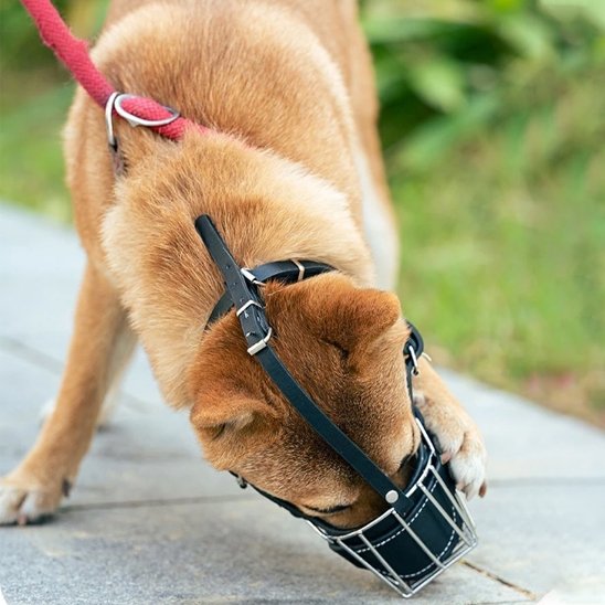 Muselière pour chien | Confort Sécurité