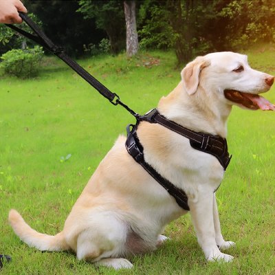 Laisse chien | Courte et Robuste