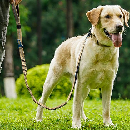 Laisse pour chien | Promenade Sécurisée