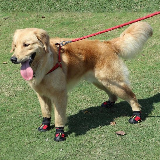 Chaussures Chien | Imperméables Toutes Saisons