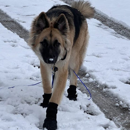 Chaussures chien | Imperméables antidérapantes