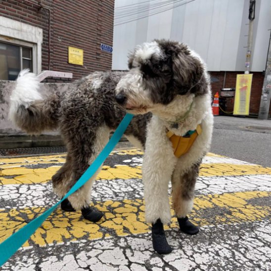 Chaussures chien | Imperméables antidérapantes