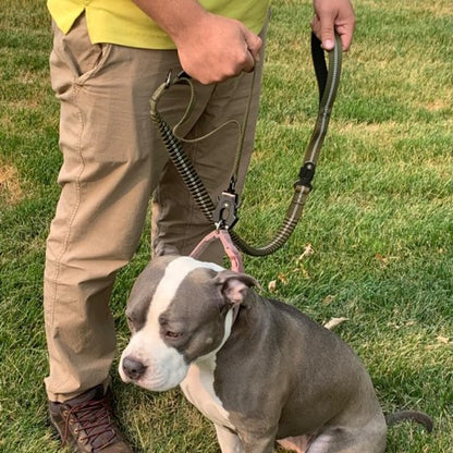 Laisse pour chien | Promenade Sécurisée