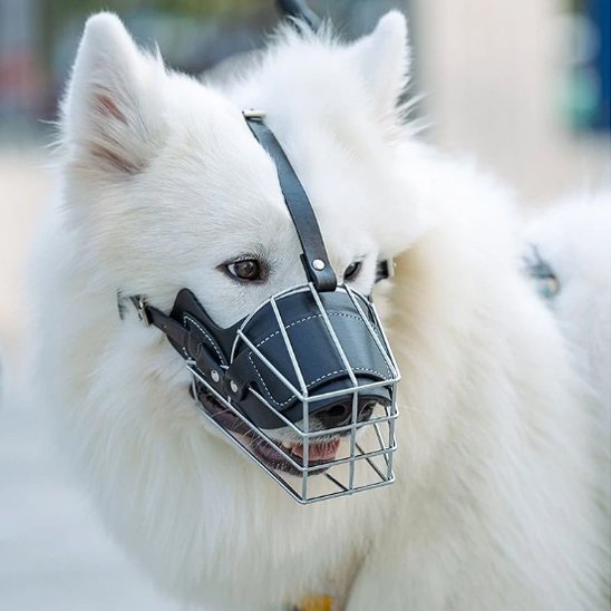 Muselière pour chien | Confort Sécurité