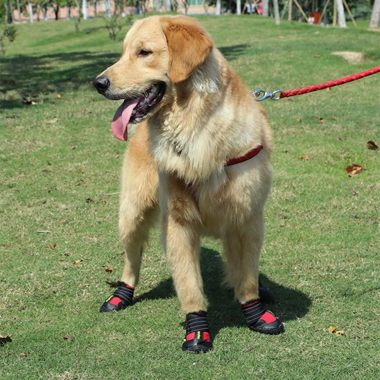 Chaussures Chien | Imperméables Toutes Saisons