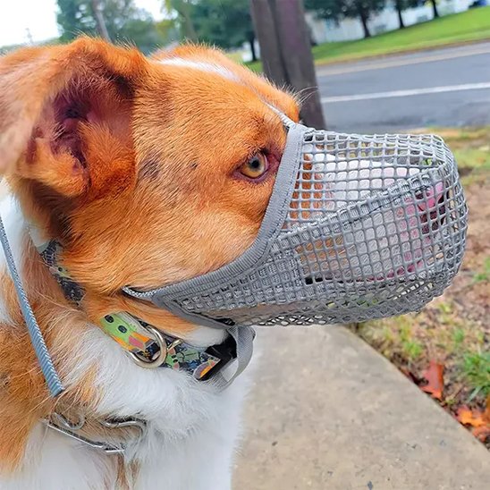 Muselière chien | Confort Ajustable