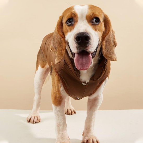 Manteau pour chien | Imperméable Élégant