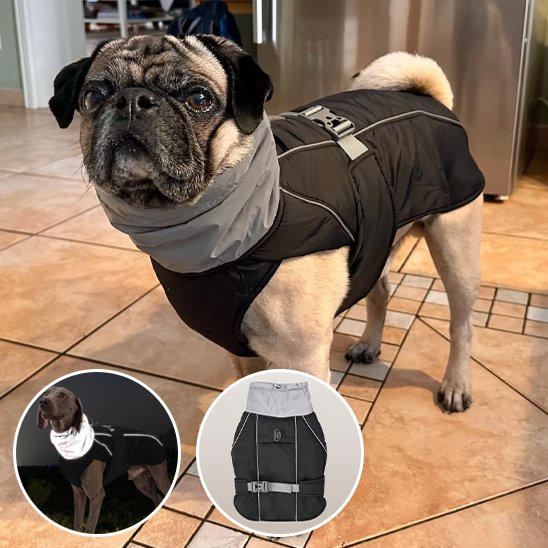 Manteau pour chien | Imperméable Élégant