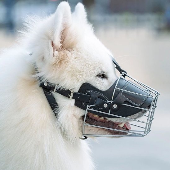 Muselière pour chien | Confort Sécurité