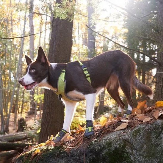 Chaussures Chien | Imperméables Toutes Saisons