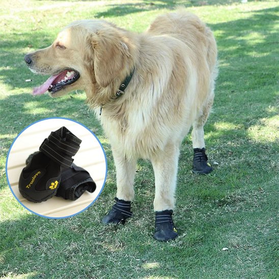 Chaussures Chien | Imperméables Toutes Saisons
