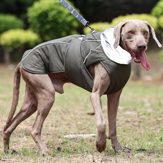 Manteau pour chien | Imperméable Élégant