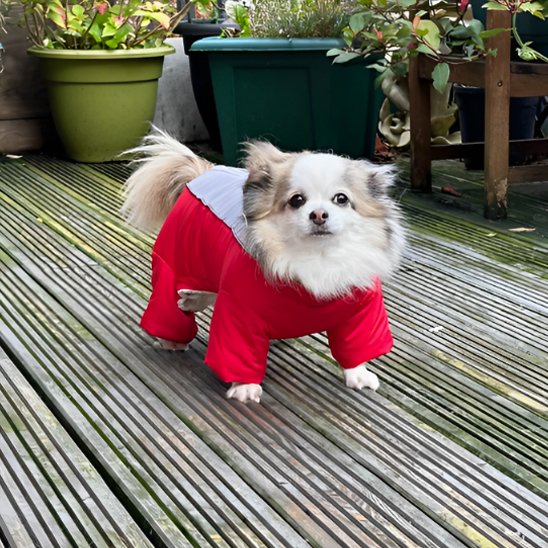 Manteau chien | Imperméable 4 pattes