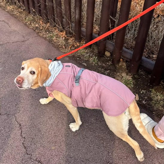 Manteau pour chien | Imperméable Élégant