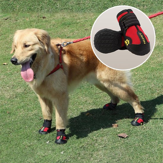 Chaussures Chien | Imperméables Toutes Saisons